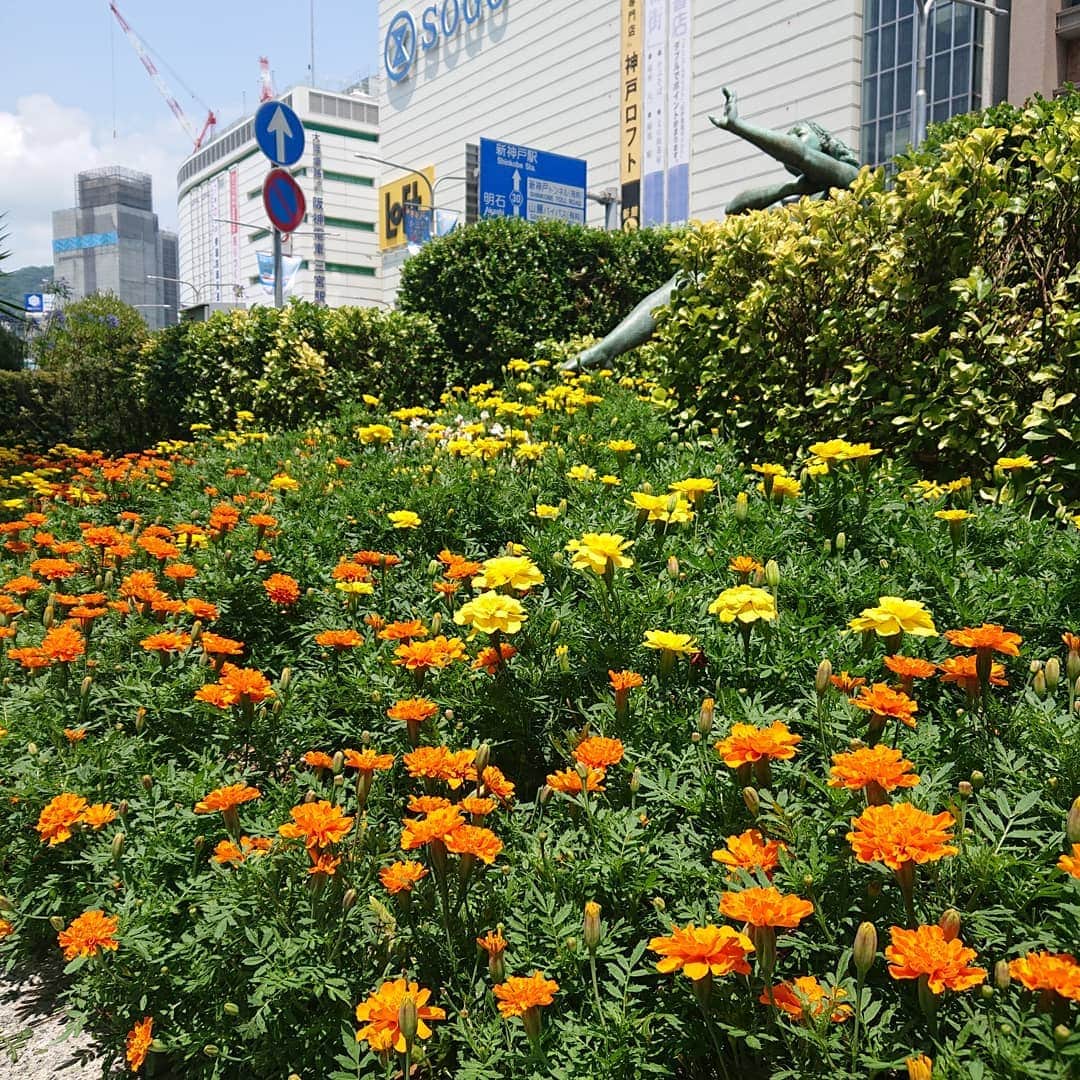 Yukiさんのインスタグラム写真 - (YukiInstagram)「神戸の街中には花壇が多いよ💠  Kobe has a lot of flower gardens.  ワンピース&サンダル @7things.official  #kobe #神戸 #city #flower #花 #D_Drive #yuki #fashion #韓国ファッション」7月24日 13時00分 - d_drive_gt_yuki