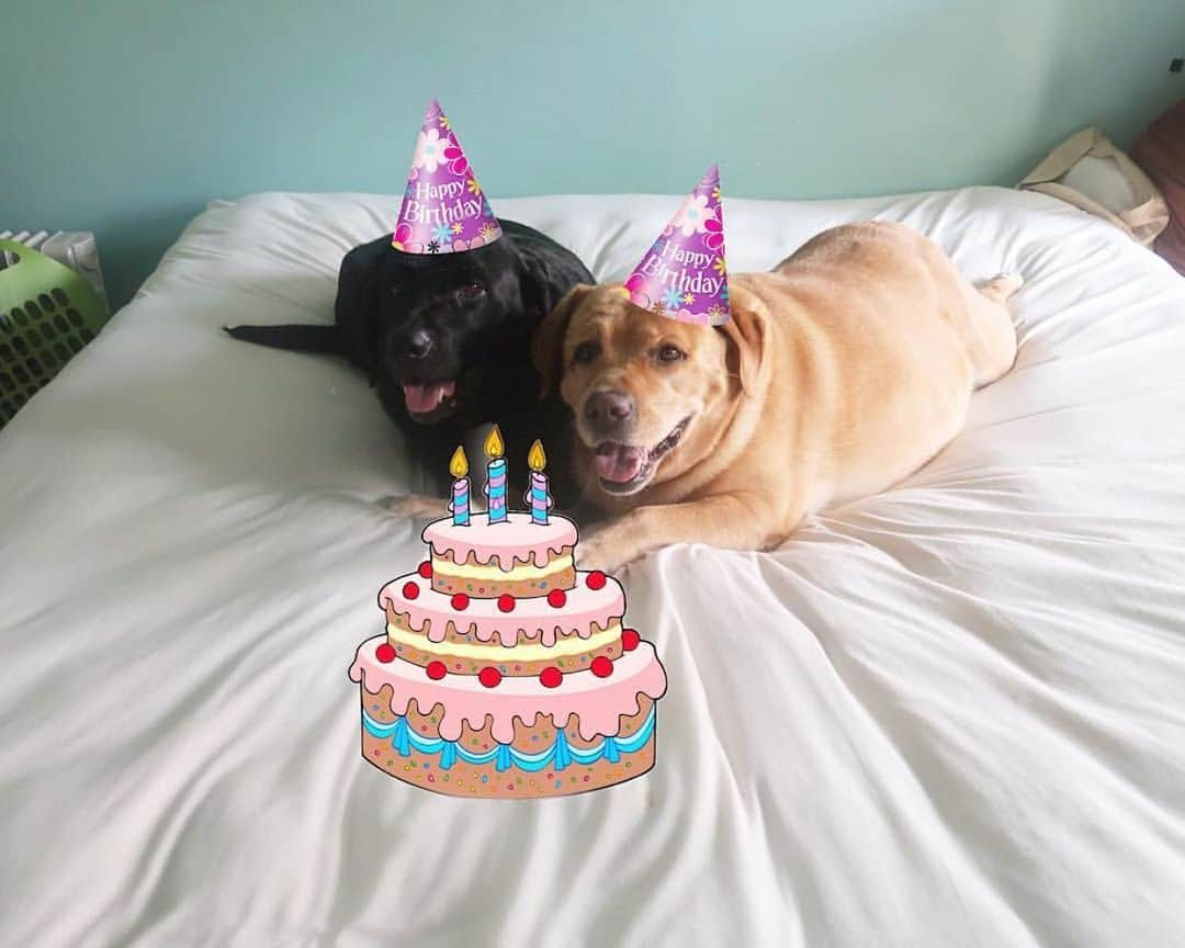 Jake And Gingerさんのインスタグラム写真 - (Jake And GingerInstagram)「Happy birthday Jake! You’re now six and still look great!💞💞 #talesofalab #dogsofinstagram #fab_labs_ #labs_of_insta #worldoflabs #weeklyfluff #birthdayboy」7月24日 13時23分 - jake_n_ginger