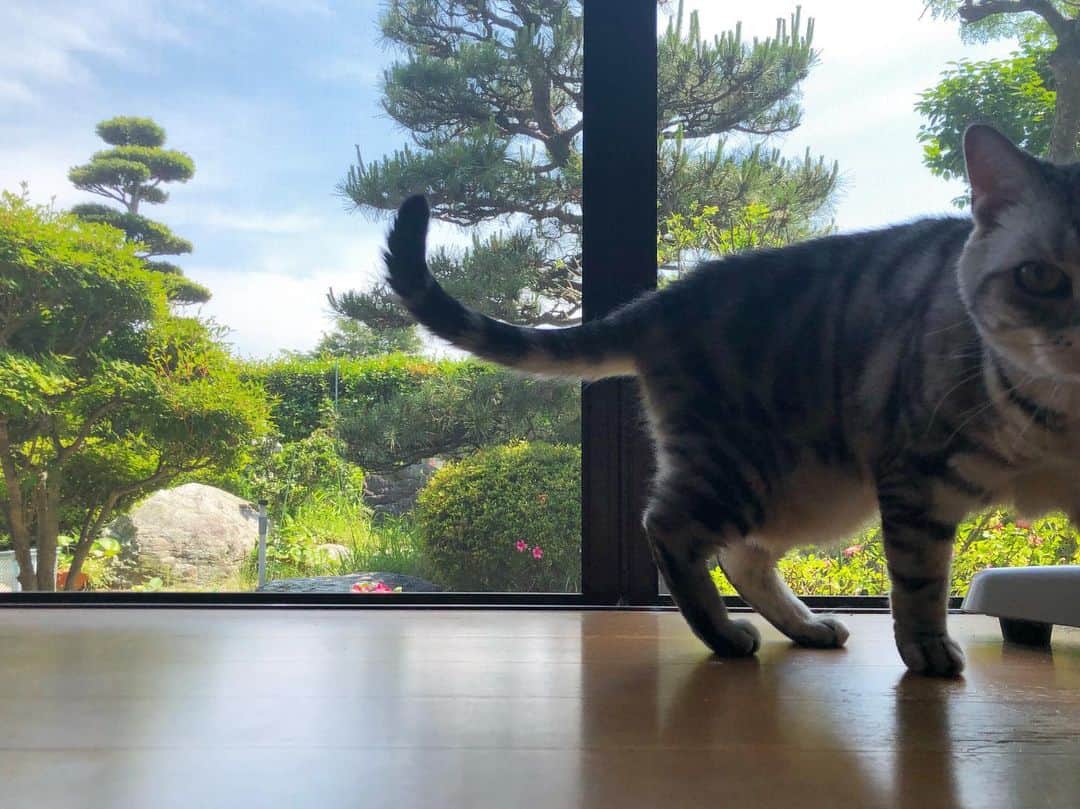 アトム & ルークのインスタグラム