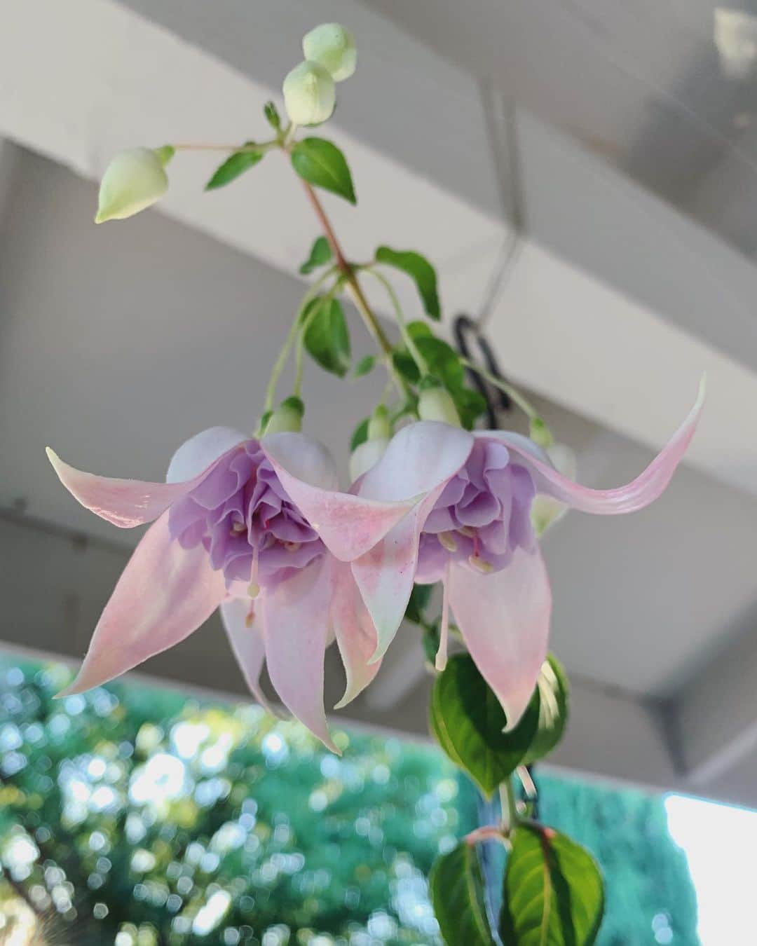 OLIVIAのインスタグラム：「#gardenflowers 🥰💚🥰💚🥰💚」