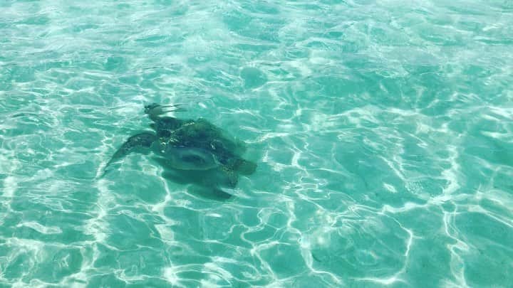 荒川れん子のインスタグラム：「Honu and blowfish at sandbar🐢🐡 亀とフグ。天国の海 @cptbruce_hi で、いつも来てくれるマスコットみたいな存在だそうな😆 . . #hawaii #sandbar #aloha #lovehawaii #work #luckywelivehawaii #hawaiilife #travel #cruising #beachlife #tropical #beach #shooting #lifeisajourney #hawaiistagram #instahawaii #AiNAHAWAii #ハワイ #天国の海 #ハワイ生活 #亀 #ふぐ #旅 #ハワイ好き #ハワイ旅行 #仕事 #撮影 #ビーチ #海 #リゾート」