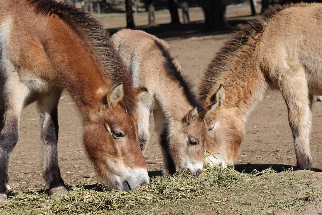 タロンガ動物園のインスタグラム