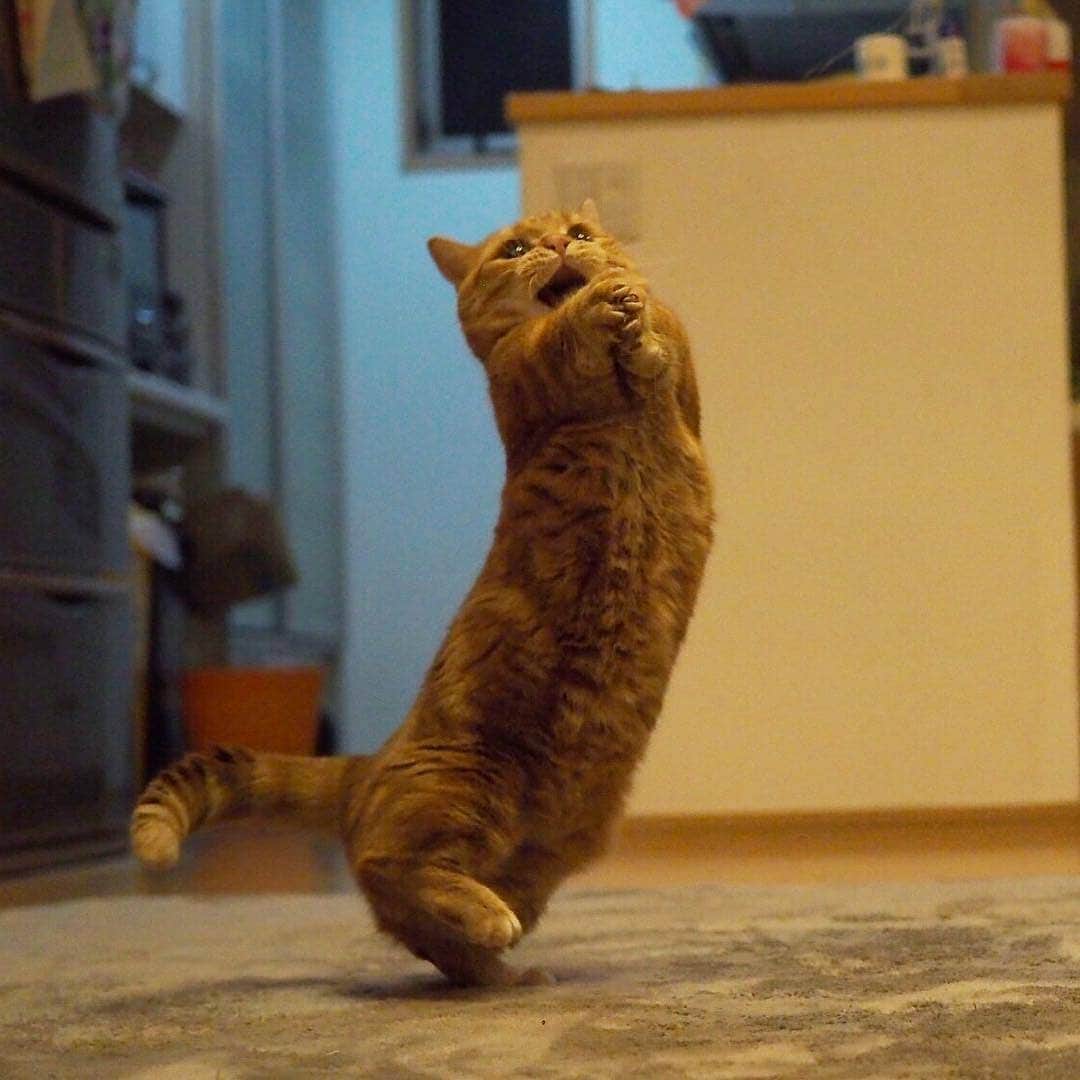 Aww Clubさんのインスタグラム写真 - (Aww ClubInstagram)「Playing invisible volleyball 📷@amaccho5160  #meowed #munchkin #茶太朗 #invisiblesport #volleyball #🏐」7月24日 17時15分 - meowed