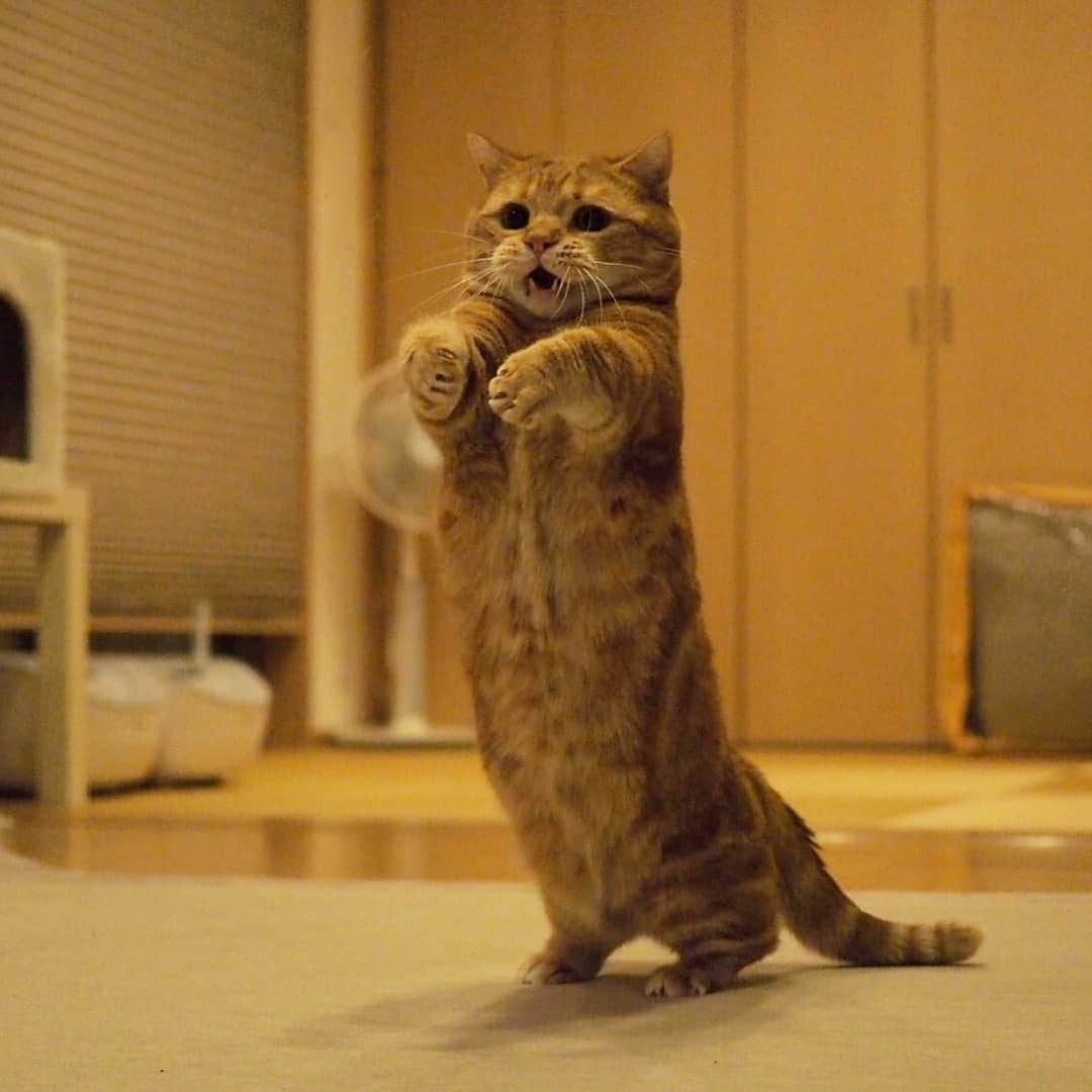 Aww Clubさんのインスタグラム写真 - (Aww ClubInstagram)「Playing invisible volleyball 📷@amaccho5160  #meowed #munchkin #茶太朗 #invisiblesport #volleyball #🏐」7月24日 17時15分 - meowed