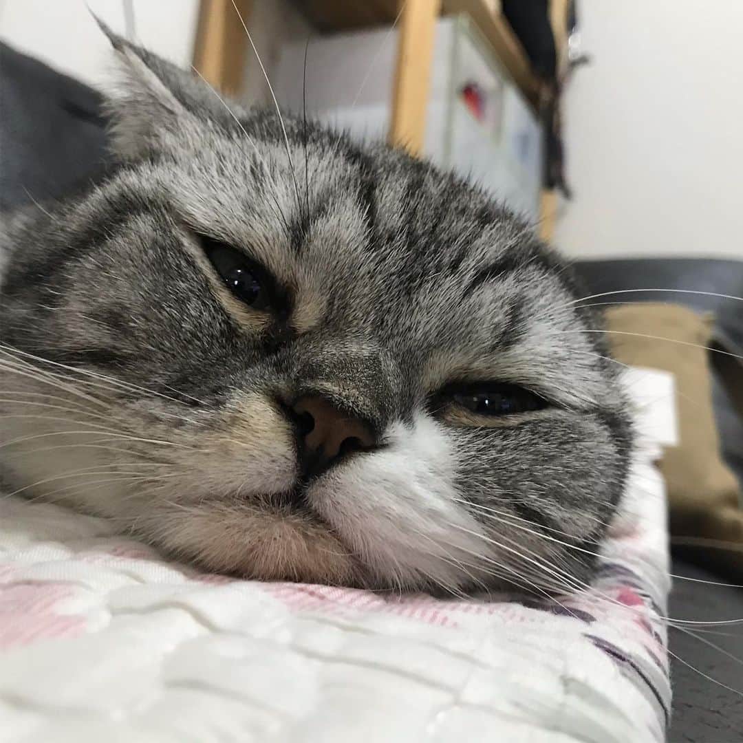 のインスタグラム：「#cat #catstagram #catsofinstagram #instacat #cutecat #katsuo」