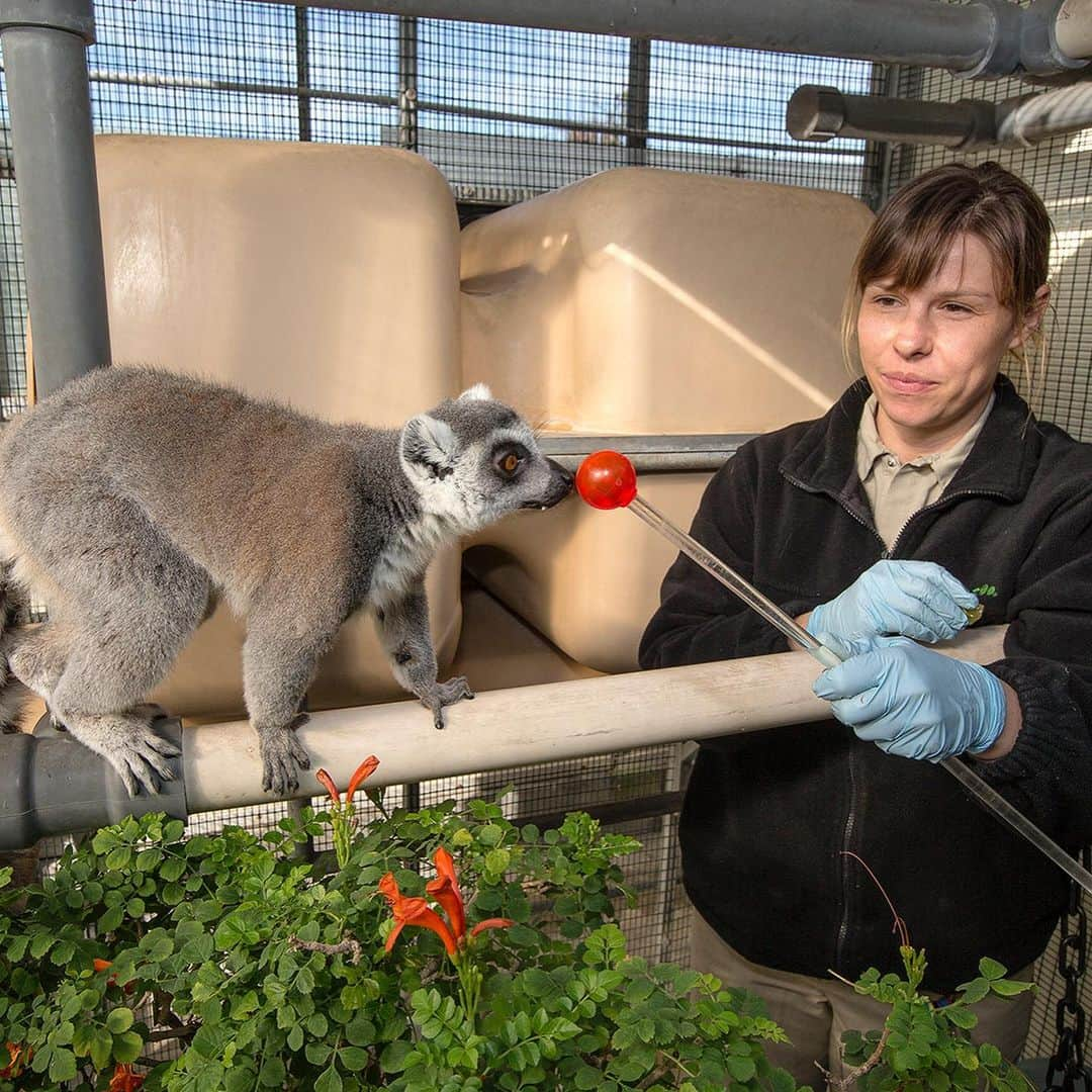 San Diego Zooさんのインスタグラム写真 - (San Diego ZooInstagram)「We can't squeeze every keeper into a single post, but we are infinitely grateful for the passionate and dedicated members of our animal care team. Thanks for everything you do for wildlife. Happy National Zookeeper Week 💚 #NationalZookeeperWeek #sandiegozoo #EndExtinction」7月25日 3時45分 - sandiegozoo