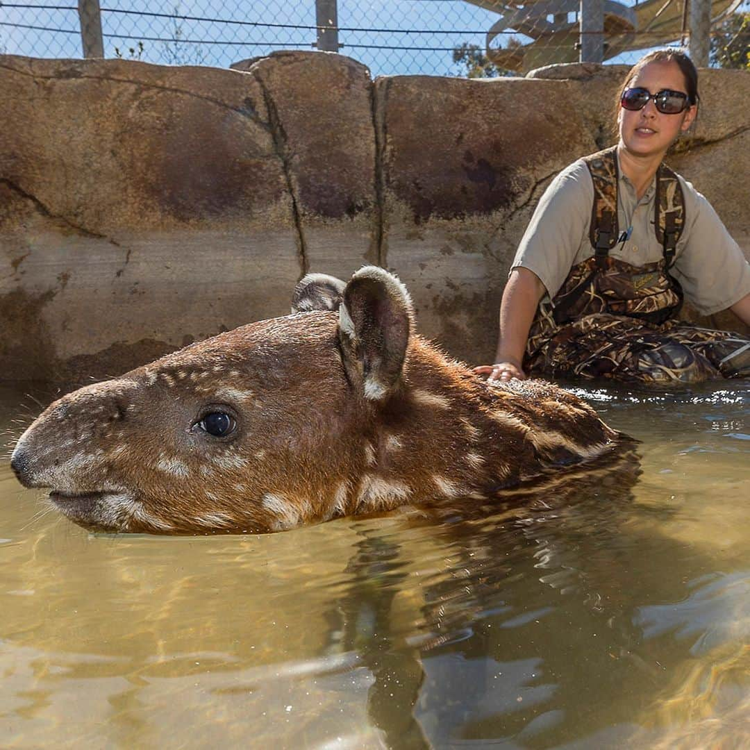 San Diego Zooさんのインスタグラム写真 - (San Diego ZooInstagram)「We can't squeeze every keeper into a single post, but we are infinitely grateful for the passionate and dedicated members of our animal care team. Thanks for everything you do for wildlife. Happy National Zookeeper Week 💚 #NationalZookeeperWeek #sandiegozoo #EndExtinction」7月25日 3時45分 - sandiegozoo