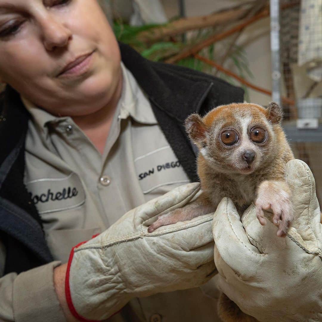 San Diego Zooさんのインスタグラム写真 - (San Diego ZooInstagram)「We can't squeeze every keeper into a single post, but we are infinitely grateful for the passionate and dedicated members of our animal care team. Thanks for everything you do for wildlife. Happy National Zookeeper Week 💚 #NationalZookeeperWeek #sandiegozoo #EndExtinction」7月25日 3時45分 - sandiegozoo