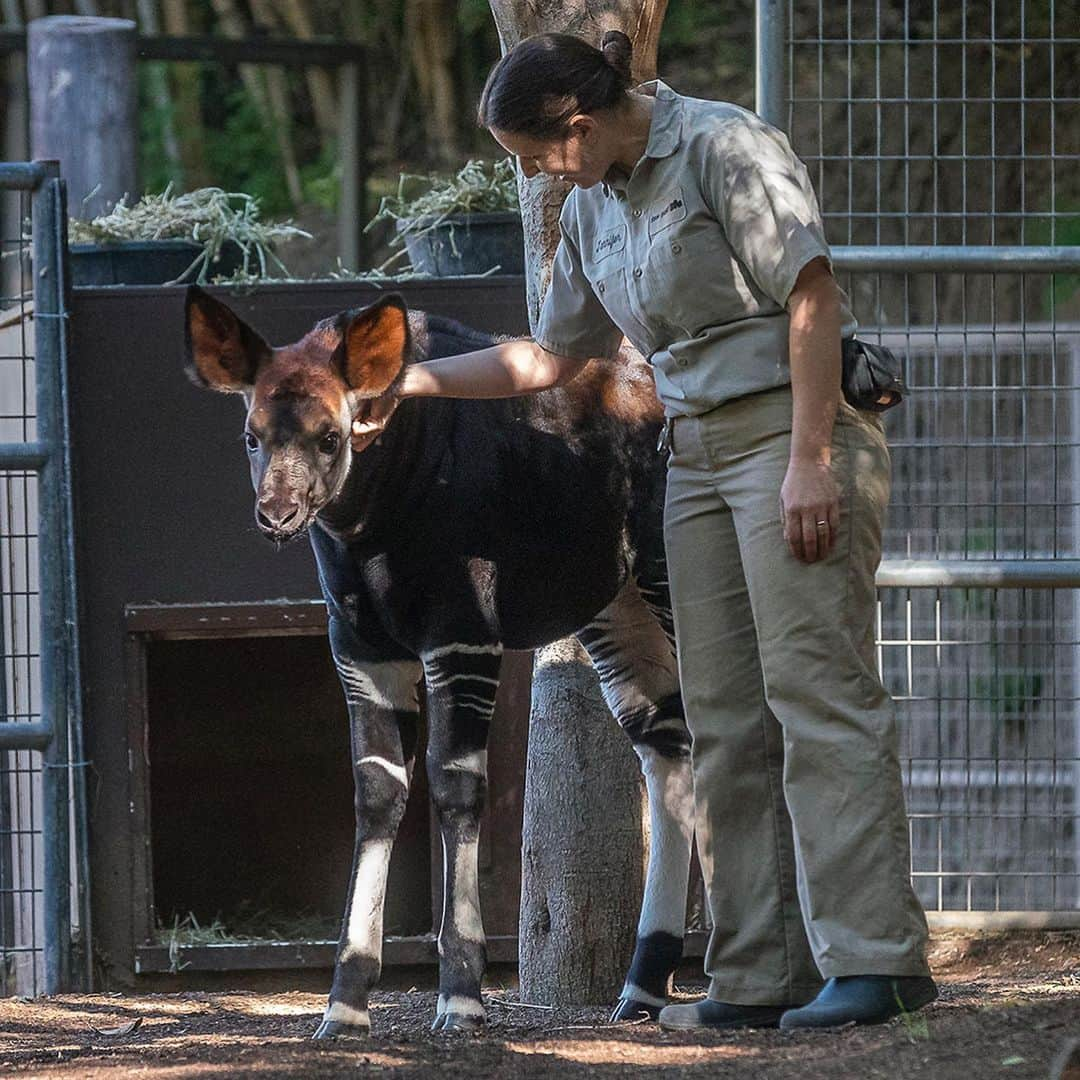 San Diego Zooさんのインスタグラム写真 - (San Diego ZooInstagram)「We can't squeeze every keeper into a single post, but we are infinitely grateful for the passionate and dedicated members of our animal care team. Thanks for everything you do for wildlife. Happy National Zookeeper Week 💚 #NationalZookeeperWeek #sandiegozoo #EndExtinction」7月25日 3時45分 - sandiegozoo