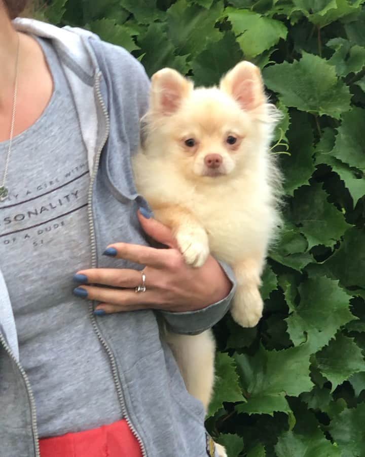 Puppy For Sale.のインスタグラム