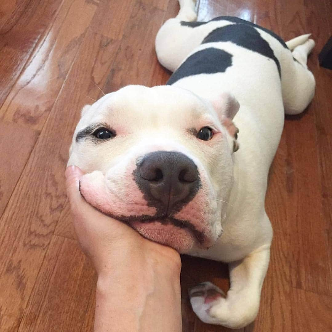 Pit Bull - Fansさんのインスタグラム写真 - (Pit Bull - FansInstagram)「Ayyy 😍 📷@remo_the_bully」7月25日 3時48分 - pitbullsfans__