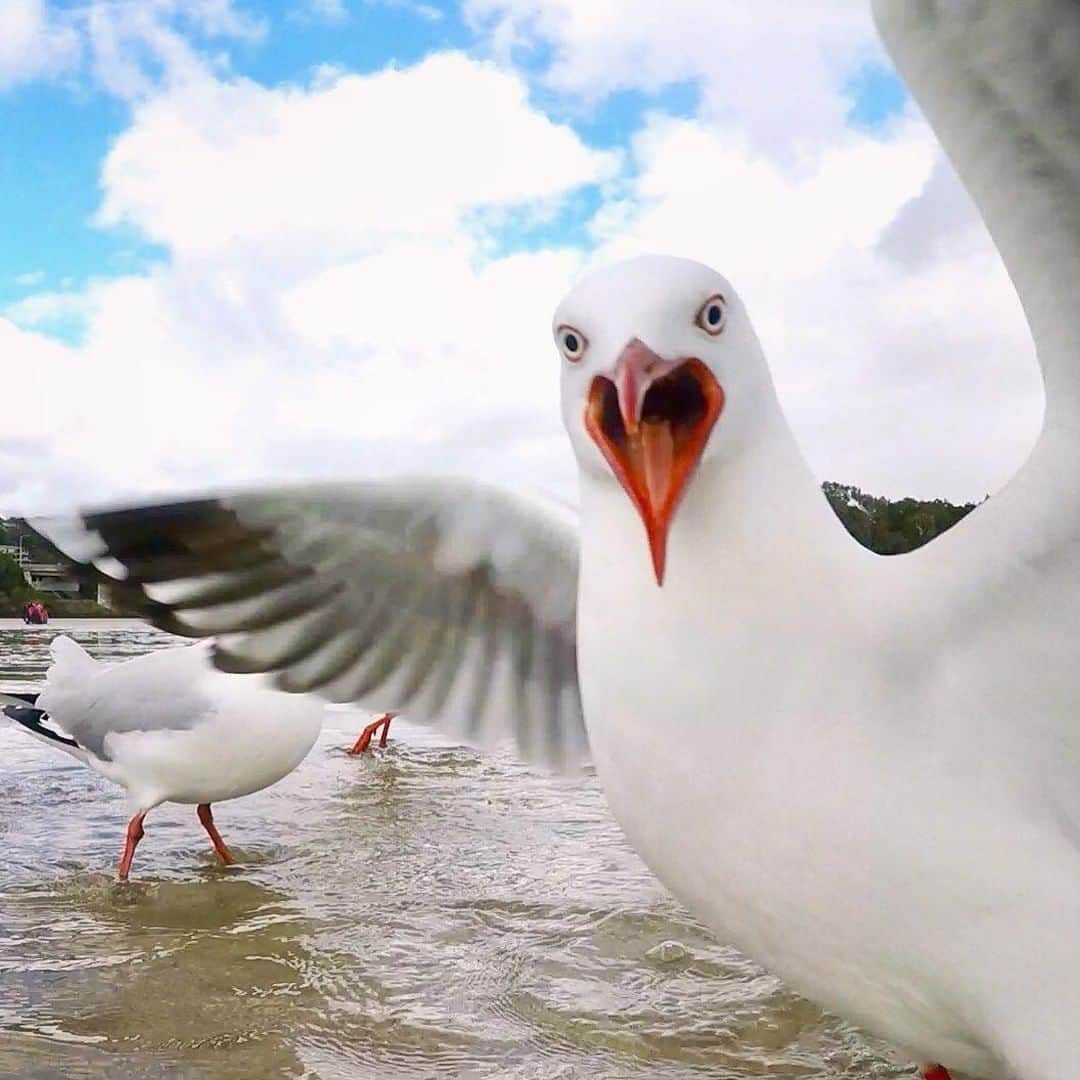 Australiaさんのインスタグラム写真 - (AustraliaInstagram)「“I told you I wanted chicken salt on my chips!” 😠 @bearybythebeach saw this #seagull asking to speak to the manager about its lunch at #CurrumbinCreek, and we sure hope they had that chicken salt ready. A half-hour drive from @destinationgoldcoast, the creek runs along the @queensland border, and is popular with rowing clubs, kayakers, jet skiers, and boat-goers. All jokes aside, remember you should never feed wildlife; visit the nearby @currumbinsanctuary for the supervised hand-feeding experiences they offer instead.  #seeaustralia #thisisqueensland #wearegoldcoast #travel #wildlifephotography」7月25日 4時00分 - australia