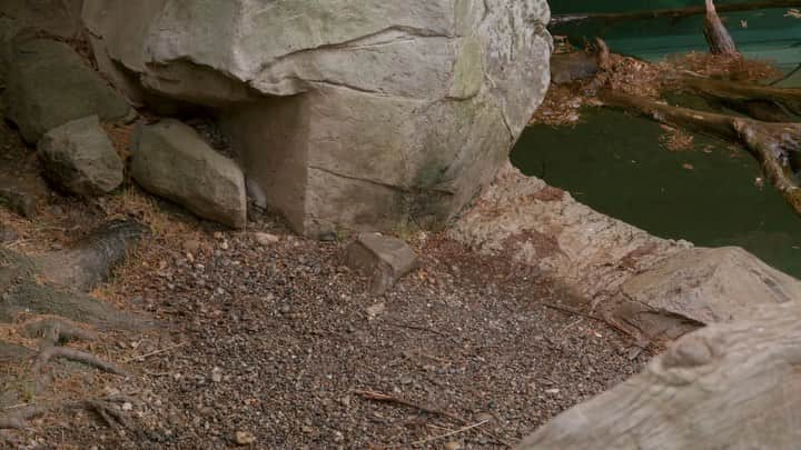 スミソニアン国立動物園のインスタグラム