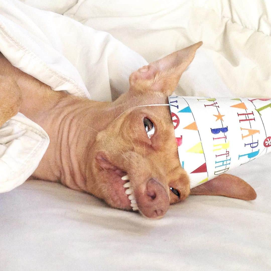 Tuna {breed:chiweenie} さんのインスタグラム写真 - (Tuna {breed:chiweenie} Instagram)「In one week from today, this #toodlebrain will turn NINE!!! This year we’re going to have a low key celebration at home but on Saturday (8/3) we are going to go to @hotelclermont (Atlanta) to celebrate dogs and other types of animals get adopted at their “Dogs & Dogs” Adoption event with @angelsrescue! It will take place from 10am-3pm and we will be arriving around noon. Hope to see you there! 789 Ponce De Leon (Old Fourth Ward)  ps: it’s an adoption event that’s open to the public!」7月25日 4時40分 - tunameltsmyheart