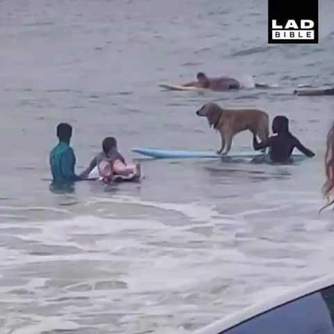BeStylishのインスタグラム：「Here’s a dog on a surfboard to cheer you up today. How cute. 😍🐶 📸 | Credits to: @ladbible x @contentbible  _ 👉 | Follow @bestylish for more! 👉 | Follow @glamfashionsx for more! 🛍 | Visit bea-summer.com for great summer heat! - #cute #dog #surfboard #cutedog #water #cuteanimals」
