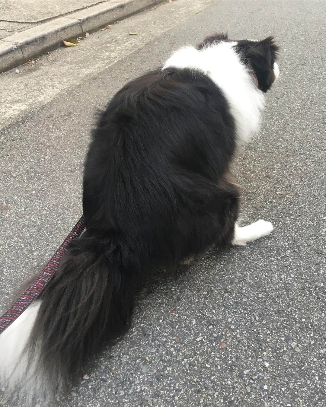 犬バカ部宣伝部長さんのインスタグラム写真 - (犬バカ部宣伝部長Instagram)「🐼💨💩﻿ 伝わるかなぁー。耳だけこっち向いてるの🙇🏻‍♂️﻿ 飼い主がどこにも行ってないか耳センサーで確認してる🐼👂どこにも行かないよそらちん😙💕﻿ ﻿ #犬バカ部﻿ #bordercollie﻿ #ボーダーコリー ﻿ #こんな時に撮影ごめんね﻿ #後ろ姿が可愛くて」7月24日 20時14分 - umetaturou