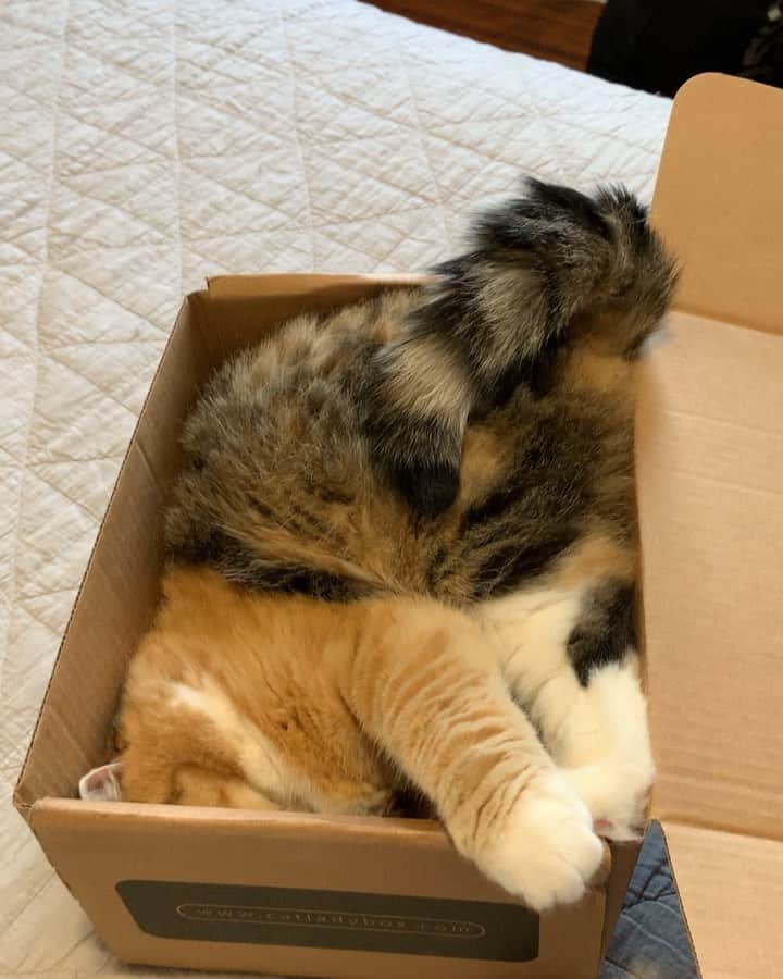 Tinaのインスタグラム：「Wheezy is working with a smaller box today but making it work. 😹#ifisitsifits #ifitsitsitfits」