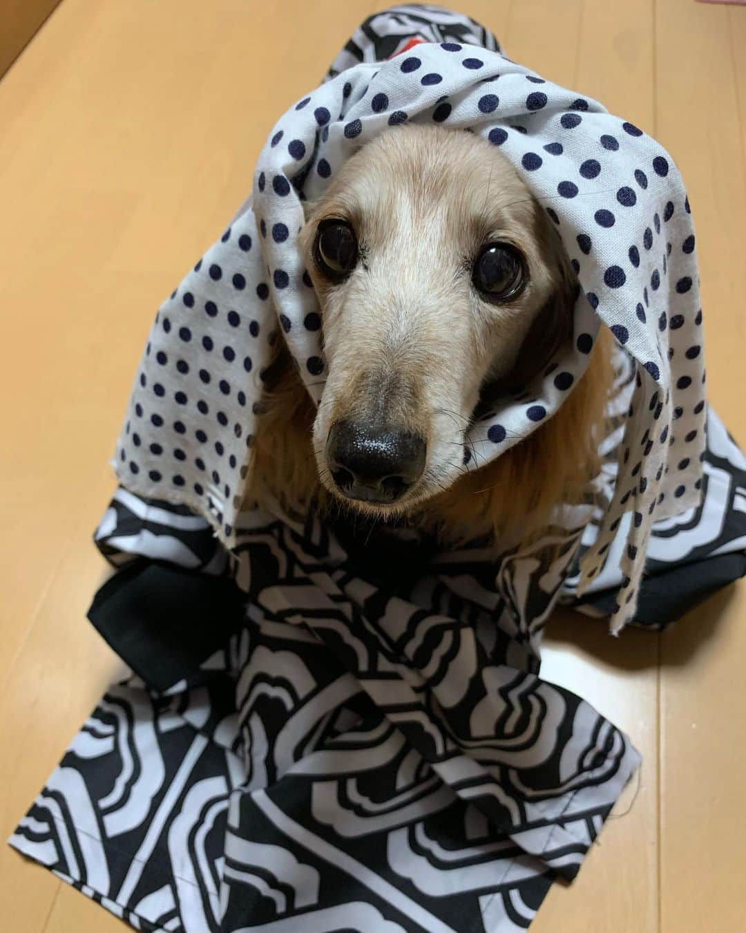 向日葵?のインスタグラム