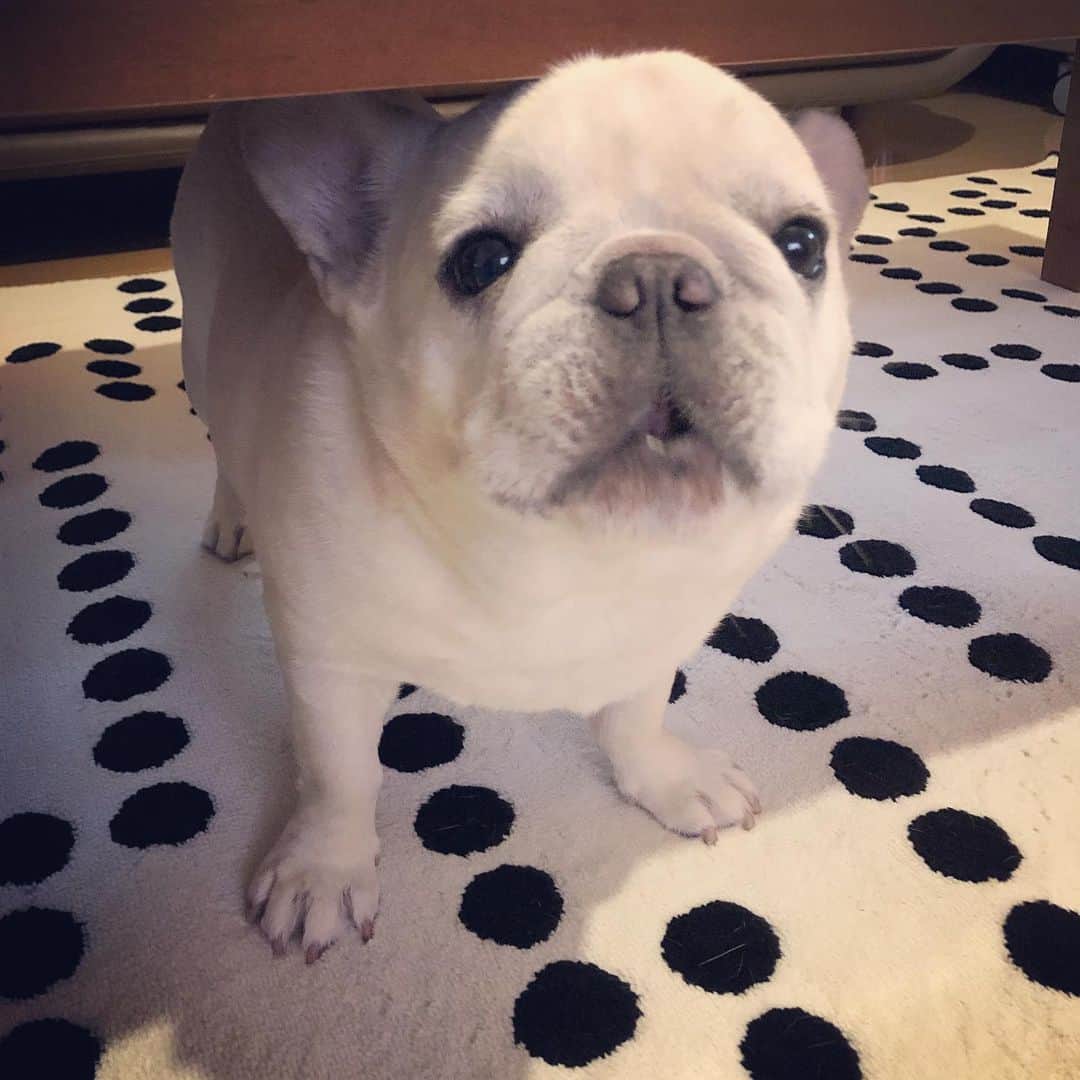 タニム（マーブル母）のインスタグラム：「* バタバタと過ごしていたら、もう7月下旬…😱 マーブルは元気です🐷✨ * #白いライオンのようなマーブル #私のアモーレ🐷❤️」