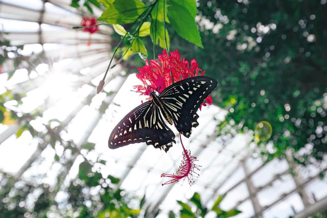 kyoko_zzzのインスタグラム：「In the greenhouse」