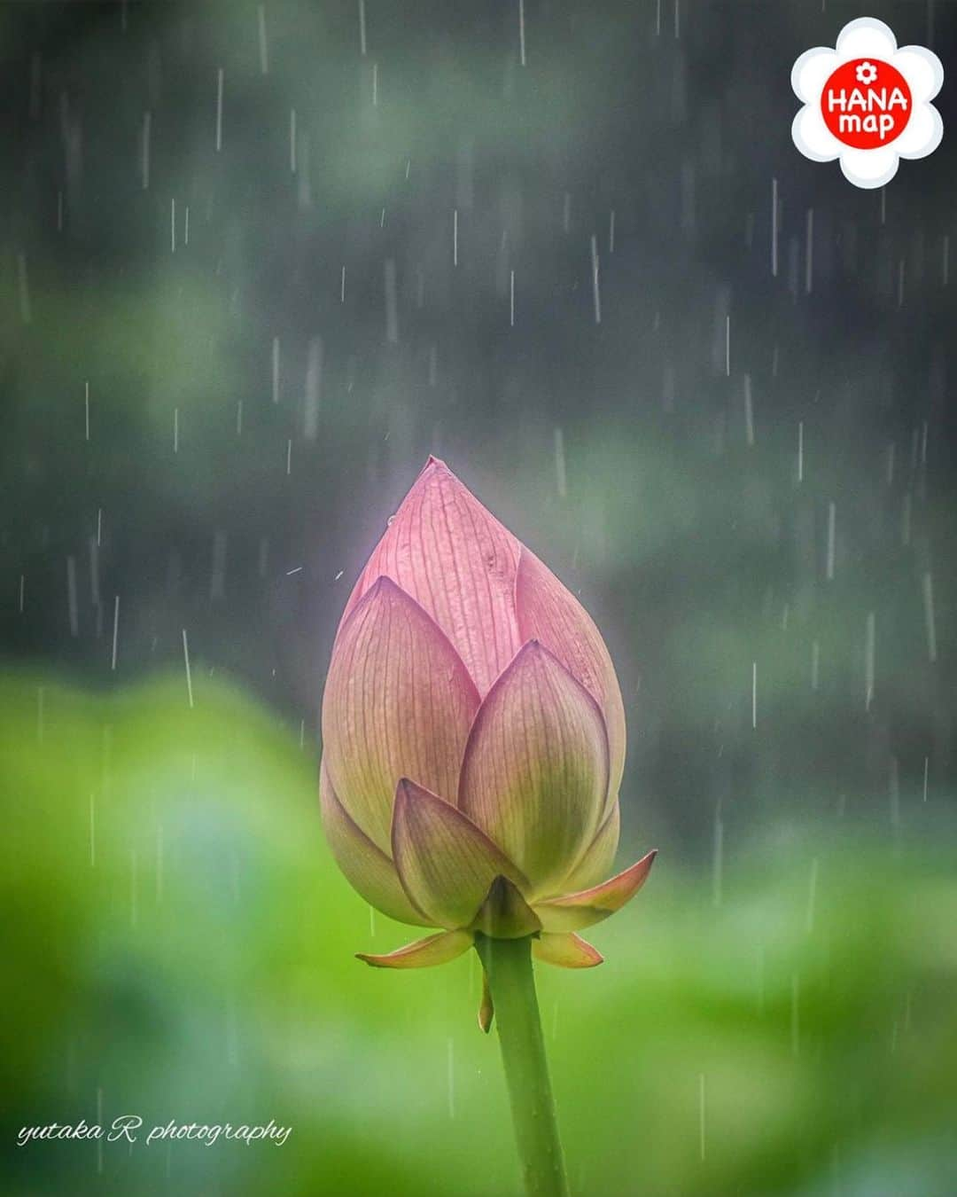 はなまっぷ❁日本の花風景のインスタグラム