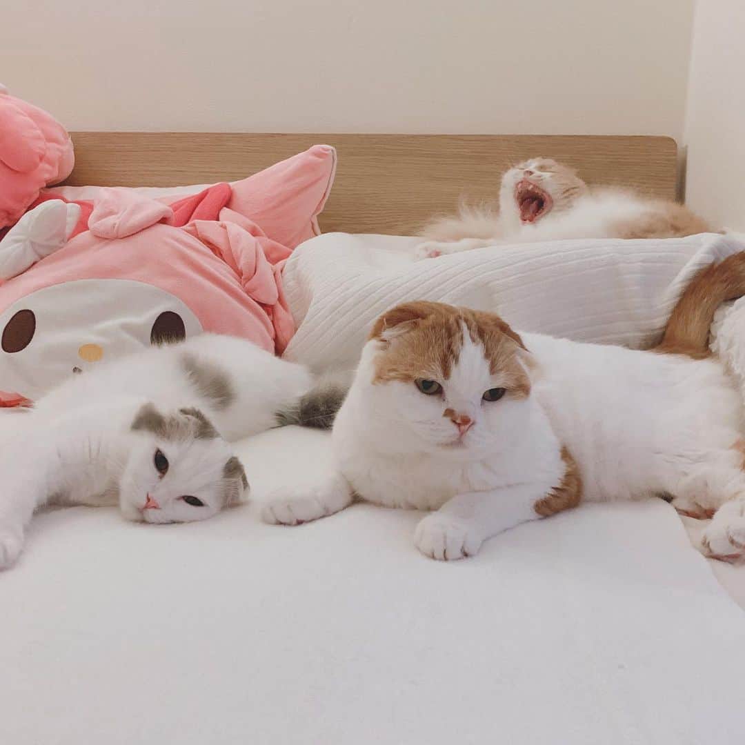 のんたさんのインスタグラム写真 - (のんたInstagram)「甘え上手なぱんちゃん♡ 寝ているフリしてコロコロ転がり、のんちゃんに近付きます 1〜5.ごろんごろん〜にいに〜 6.ちゅ😘 7.8後ろにご注目！😂 ・ #scottishfold #catstagram_japan #catsofinstagram #cats_of_instagram#catoftheday #ilovemycat #bestmeow #catlover #cutecat #kittensofinstagram #cute #スコティッシュフォールド#兄妹猫#brotherandsisters」7月24日 22時21分 - utacci