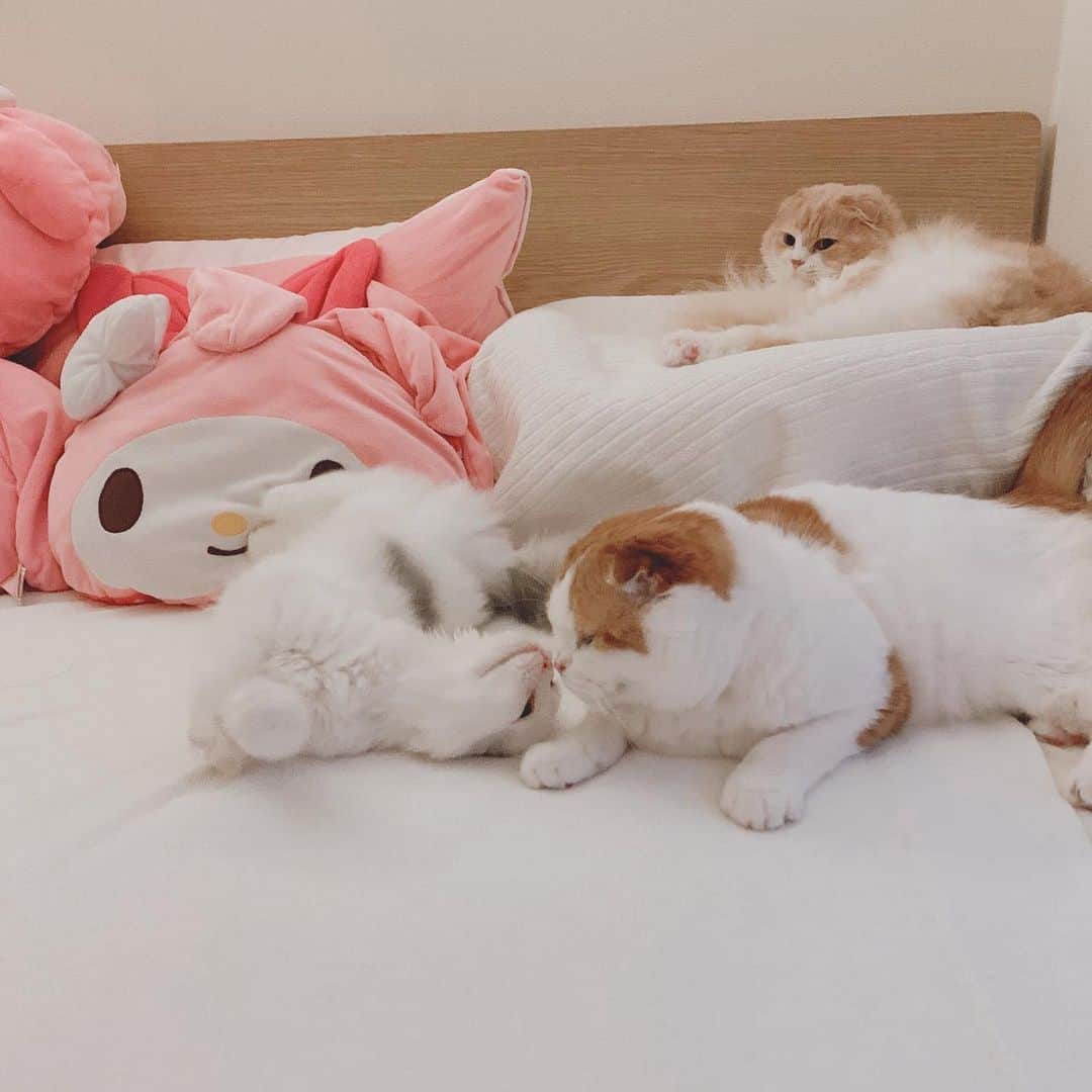 のんたさんのインスタグラム写真 - (のんたInstagram)「甘え上手なぱんちゃん♡ 寝ているフリしてコロコロ転がり、のんちゃんに近付きます 1〜5.ごろんごろん〜にいに〜 6.ちゅ😘 7.8後ろにご注目！😂 ・ #scottishfold #catstagram_japan #catsofinstagram #cats_of_instagram#catoftheday #ilovemycat #bestmeow #catlover #cutecat #kittensofinstagram #cute #スコティッシュフォールド#兄妹猫#brotherandsisters」7月24日 22時21分 - utacci