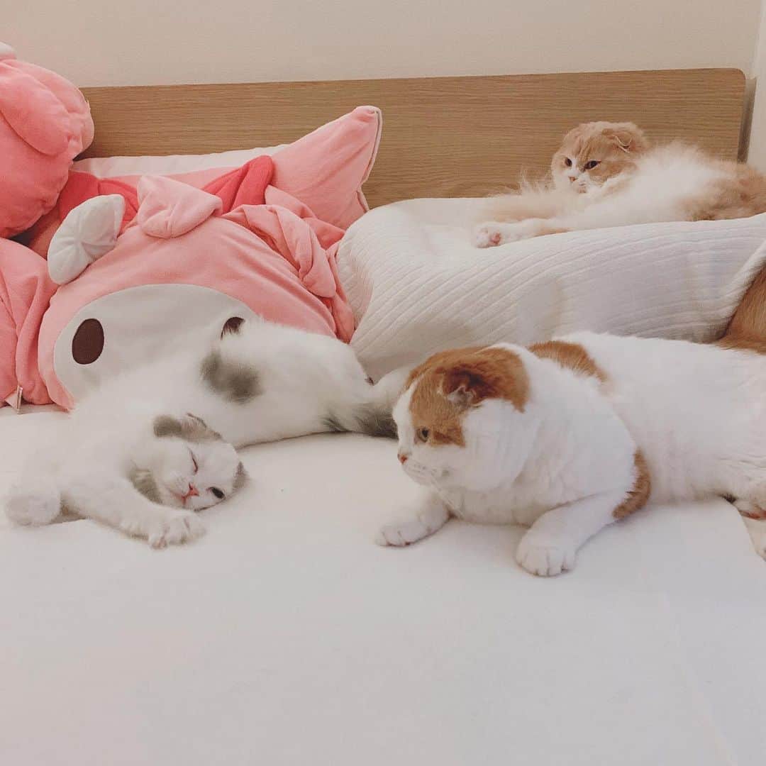 のんたのインスタグラム：「甘え上手なぱんちゃん♡ 寝ているフリしてコロコロ転がり、のんちゃんに近付きます 1〜5.ごろんごろん〜にいに〜 6.ちゅ😘 7.8後ろにご注目！😂 ・ #scottishfold #catstagram_japan #catsofinstagram #cats_of_instagram#catoftheday #ilovemycat #bestmeow #catlover #cutecat #kittensofinstagram #cute #スコティッシュフォールド#兄妹猫#brotherandsisters」