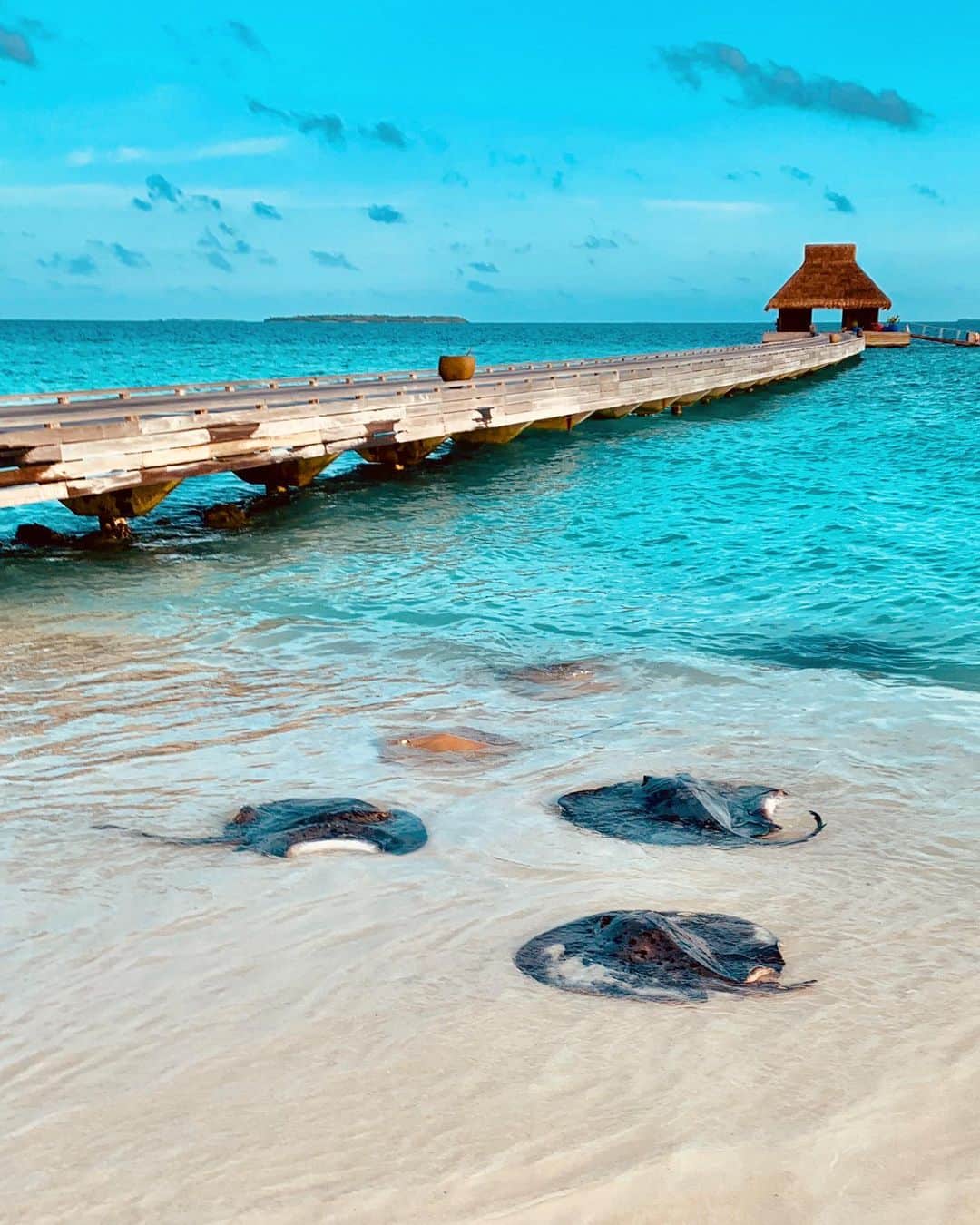 Velaa Private Islandさんのインスタグラム写真 - (Velaa Private IslandInstagram)「An intimate encounter awaits with the friendly stingrays that grace our sandy shores daily at sunset. #VelaaPrivateIsland #VelaaMoments」7月24日 22時40分 - velaaprivateisland