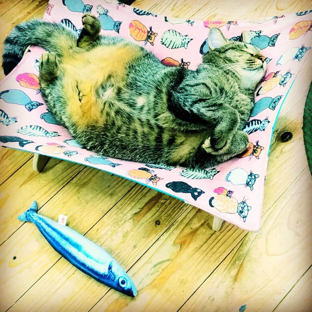 高口里純さんのインスタグラム写真 - (高口里純Instagram)「サンマ！🐾 #猫#ねこすたぐらむ #にゃんすたぐらむ #キジトラ#サンマ#事務所にて  #cat#kitty#pet#fish#office」7月24日 22時52分 - takaguchijay