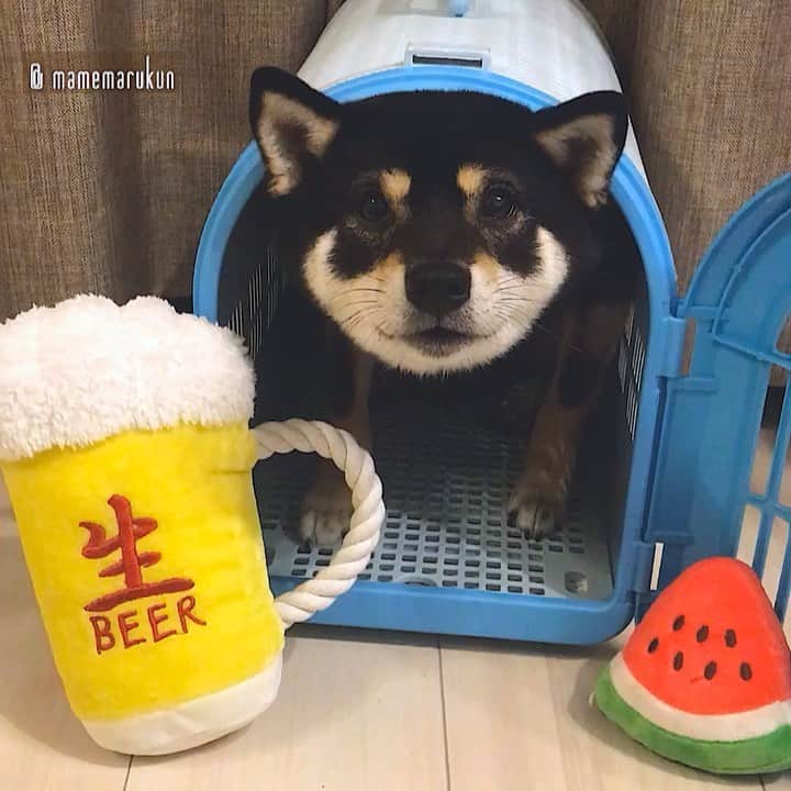 まめ丸のインスタグラム：「* * はやく『つゆ☂️』があけて ぼくのだいすきな夏にならないかなー🐶💓 #最後なんかポーズきめたぼく * It was hot today🌴 Nothing beats a big glass of beer in summer🐶💓 * #夏みじかいよ🐶❣️ #冬はながくてずるい #まめ丸の別荘 * #柴犬#豆柴#柴#黒柴#犬#しばいぬ#shiba#shibainu#shibastagram#shibadog#puppy#instadog#dogstagram#dog#pet#petstagram#buzzfeedanimals#adorable#thepuppytown#강아지#멍스타그램#worldofcutepets#dailyfluff#weeklyfluff」