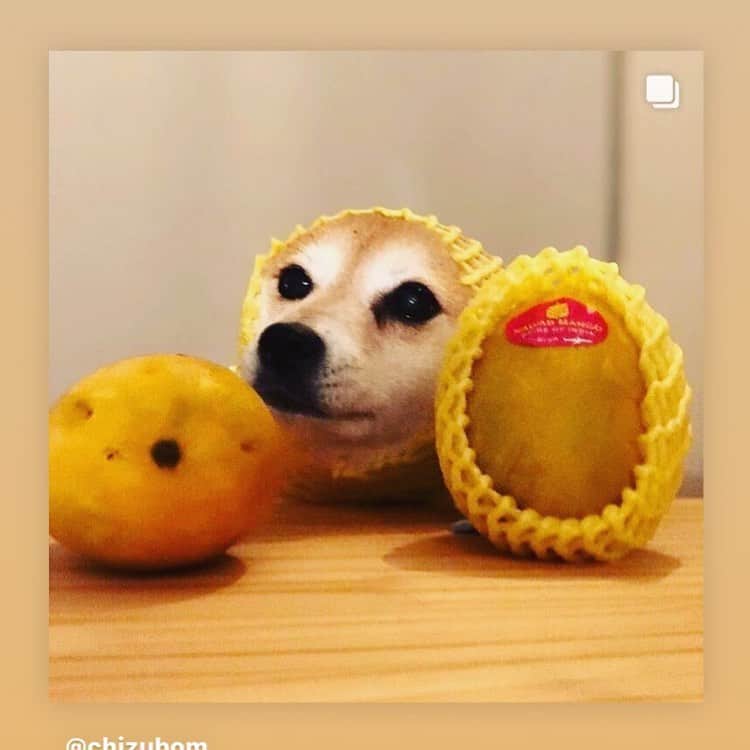 のインスタグラム：「前にマル子も真似してみたインド産のとっても美味しいマンゴー🥭が自宅で食べられそうですよ！ @chizubom の投稿を見てみてください。 食べたことがないくらい香りも味も濃厚ですよ！  #マル子は付いて来ません」