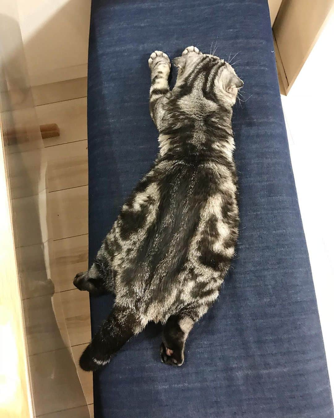 Shishi-maruのインスタグラム：「🐱Good night:) 🐱お休みなさい ーーーーーーーーーーーーー 🌺「渋ネコ ししまるさん」ねこのきもちWEB MAGAZINE にて毎週土曜日エッセイの連載中 ーーーーーーーーーーー 📕「ぷっちねこ。」「3匹のちいさな猫を召喚できたなら」「ちいさな猫を召喚できたなら」徳間書店より単行本発売中 ーーーーーーーーーーー ⭐︎ねこ漫画を描いています→@tacos_cat 🐱公式→@chiisanacat 🌺Twitter →@taco_emonemon ーーーーーーーーーーー」