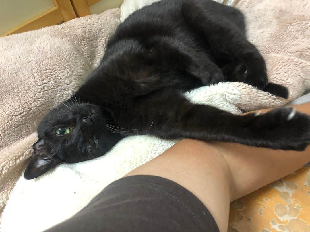 ホタテ＆クラム＆シラスのインスタグラム：「カマって欲しい猫 #cat #neko #blackcat #猫 #ねこ #黒猫 #catstagram #instagram #instagramjapan #ig_japan #igersjp」