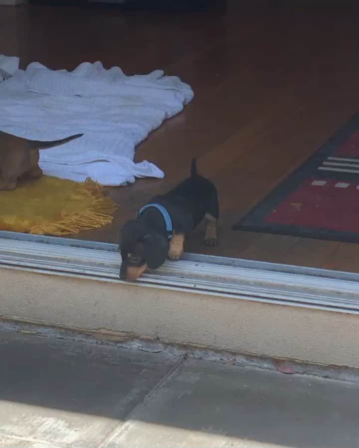 DogsOf Instagramのインスタグラム：「“That one time TINY and FERN we’re moving furniture while CHESTER was trying to conquer the #grandcanyon of back door steps 😂” writes @pippylongsausage  #dogsofinstagram」