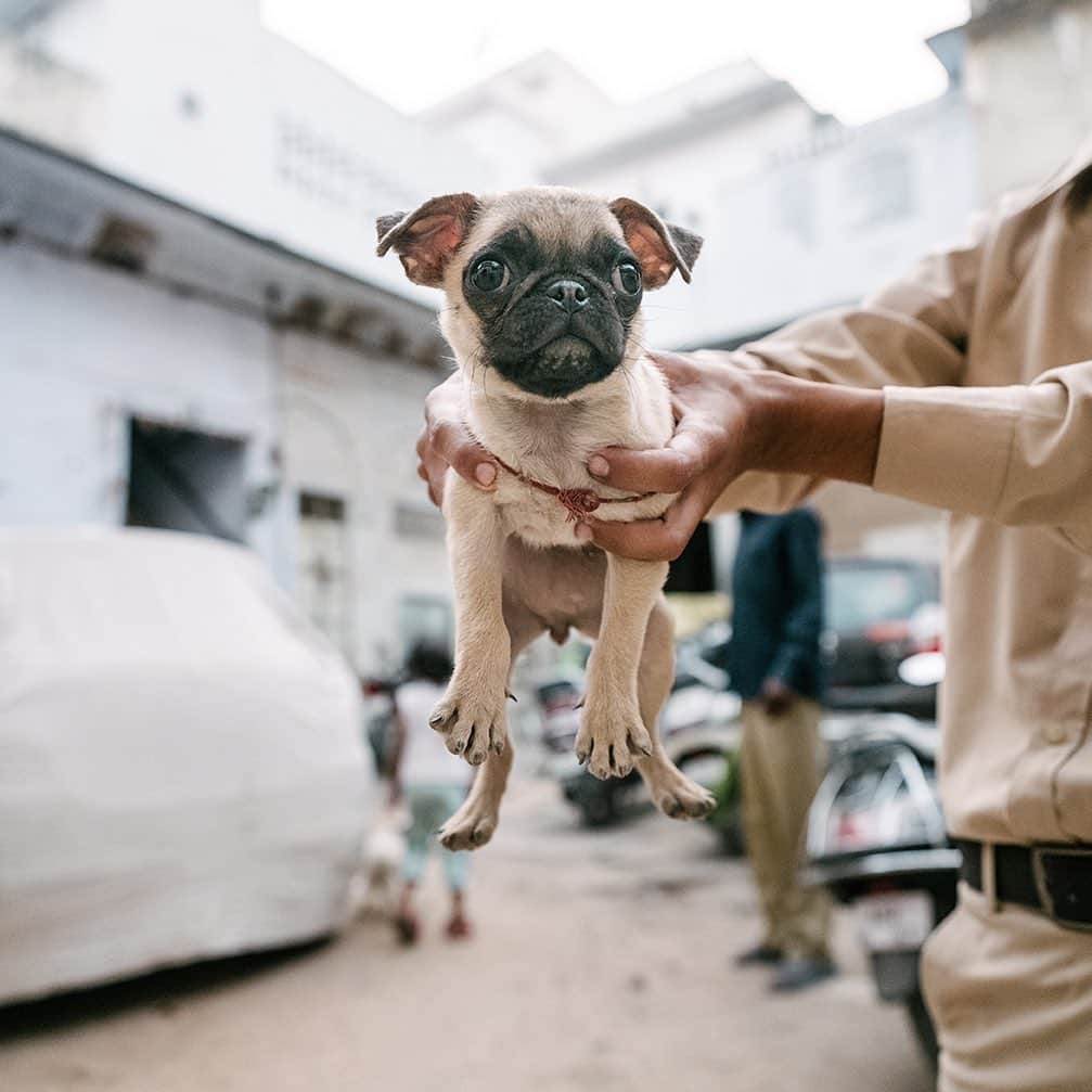 National Geographic Creativeさんのインスタグラム写真 - (National Geographic CreativeInstagram)「Photo by @paleyphoto | A small pug is held up by a local in the streets of Jaipur, India. #India #Pug #Dog」7月24日 23時21分 - natgeointhefield
