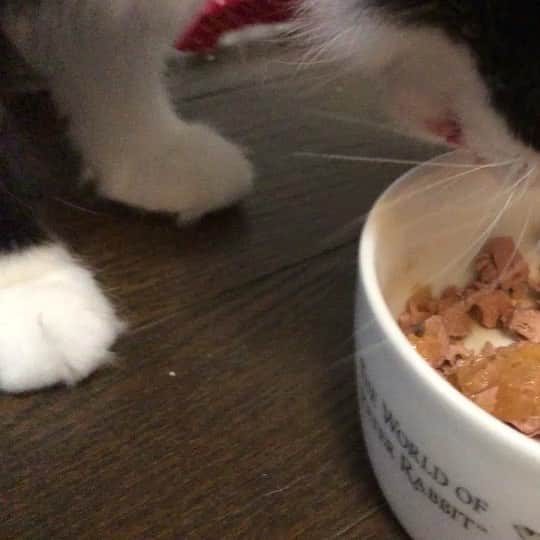 安陪恭加のインスタグラム：「くっちゃくちゃして食べてるのになぜこんなに可愛いの。  #のあ  #のあたん  #ねこ  #友達の  #家の猫  #可愛い  #天使  #神様  #仏様  #のあ様」