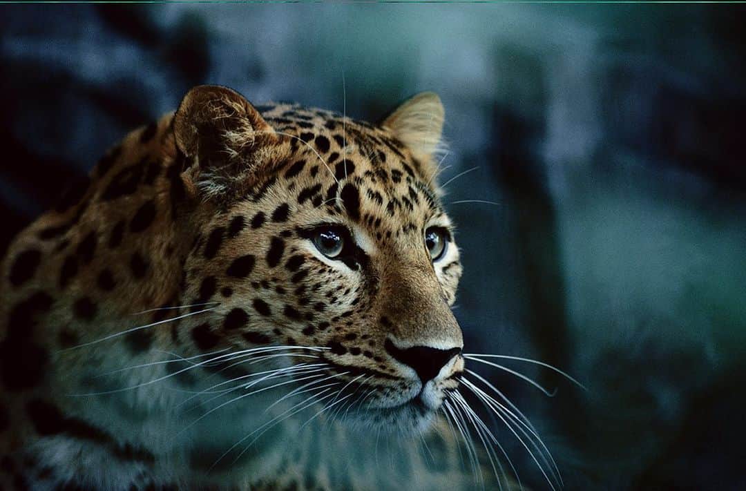 National Geographic Creativeさんのインスタグラム写真 - (National Geographic CreativeInstagram)「Photo by @michaelnicknichols | A portrait of the critically endangered amur leopard at the Minnesota Zoological Gardens. #Leopard #Portrait #Endangered」7月25日 5時12分 - natgeointhefield