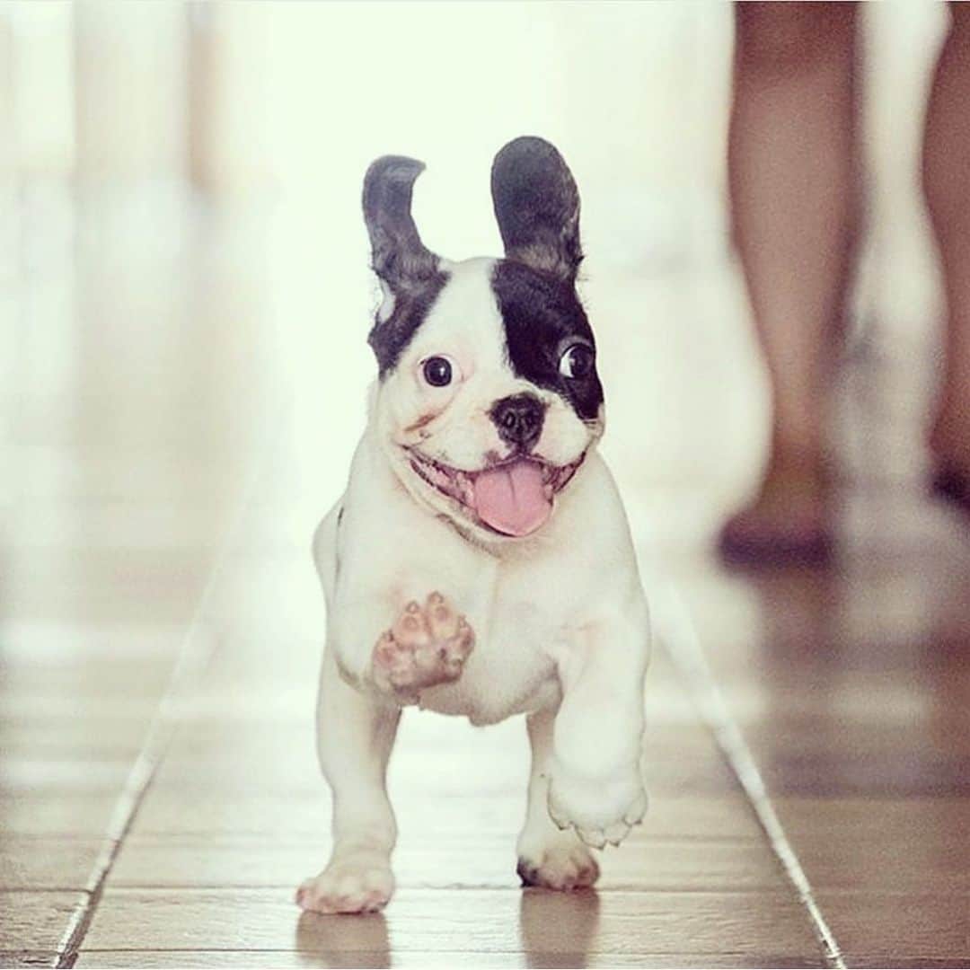 リンキーのインスタグラム：「Running towards that weekend!  Almost here! ———TAG DOG LOVERS——- #frenchie #frenchies #frenchiesofinstagram #instafrenchie #dog #dogs #instadogs #dogsofinstagram #dogstagram #dogs_of_instagram #lovedogs #pup #instapup @alskathefrenchie」