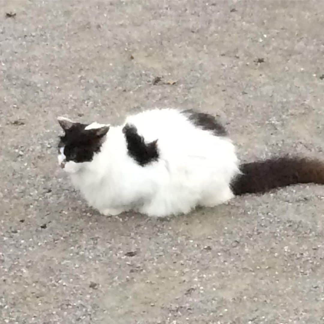 岡田屋鉄蔵のインスタグラム：「美しき公園の最古参、ミル姐さんと姐さんが愛してやまない月の輪さん。」