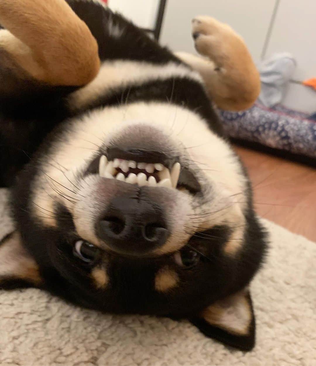 ?Fricko the Shiba Inu?のインスタグラム：「🤣🤣🤣 🐾 🐾 #Keaton #🐶 #shiba #shibainu #dog #柴犬 #黒柴 #子犬 #shibalovers #shibaholics #dogoftheday #dogslife #weeklyfluff  #dogstagram  #dogscorner #shibapuppy #puppiesofinstagram」