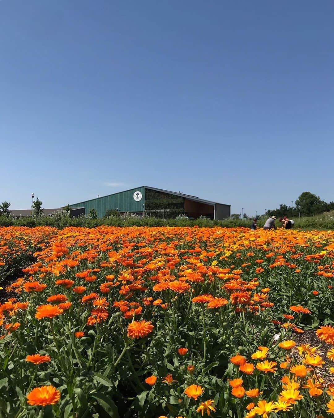 Neal's Yard Remediesさんのインスタグラム写真 - (Neal's Yard RemediesInstagram)「Views from the calendula field at our eco-factory yesterday 🌼 the only place we want to be in this heat!☀️」7月25日 5時11分 - nealsyardremedies