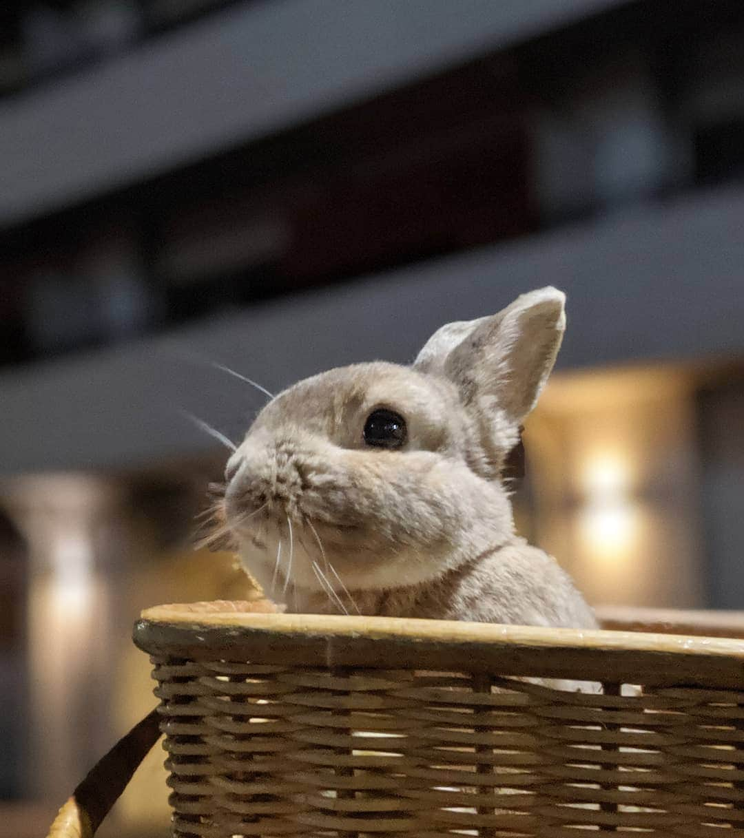 emiemieminkoさんのインスタグラム写真 - (emiemieminkoInstagram)「お散歩とめちゃん。  自転車の前かごに籠ごとすっぽり。 ひょっこり顔出し。  #うさぎ#とめぞう#ネザーランドドワーフ #ピーターラビット#うさんぽ #rabbit」7月24日 23時56分 - emiemieminko