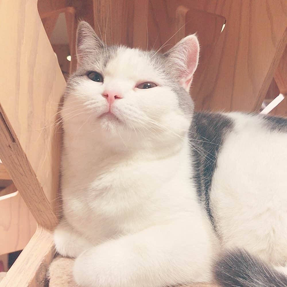 弘松芹香のインスタグラム：「ねこカフェいった！！ 驚異のスコティッシュ率！！🐈 . . #猫#ねこ#ネコ#ネコカフェ#猫カフェ#ねこかふぇ#ねこすたぐらむ#ネコスタグラム#癒し#かわいい#しっぽ#ふわふわ#ごはん #スコティッシュフォールド#ソマリ#ノルウェージャンフォレストキャット#ペルシャ #cat#catstagram#catsofinstagram」