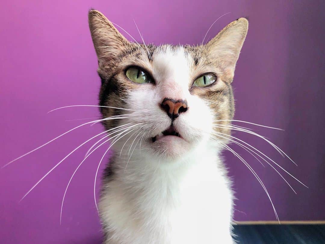 SQUAD CATS +65のインスタグラム：「Me? Open the cupboard and steal treats? I would never! - Tyler  #pantsonfire #cora13cats #🐱squad #tabby #cat #catsofsingapore #gato #kucing #แมว #ネコ #고양이 #catsofinstagram #instagramcats #catsofig #catstagram #catsagram #instacat #catoftheday #cutecatshow #cutecat #catlover #catfeatures #buzzfeedanimals #animals #animalsofinstagram #animallovers #petstagram #cats_of_world #photooftheday」