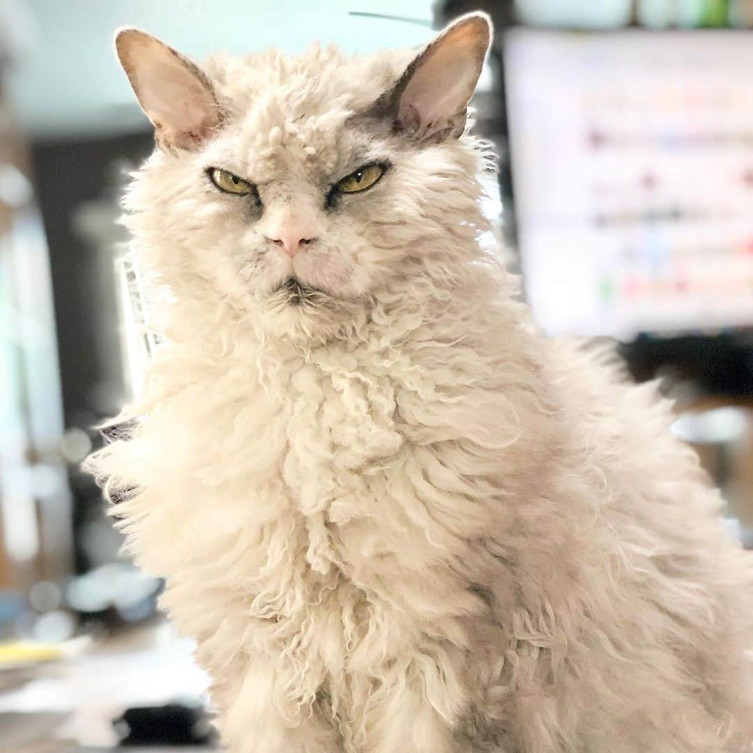 アルベルトさんのインスタグラム写真 - (アルベルトInstagram)「Really Ned, You expect me to believe .......? #pompousalbert」7月25日 0時27分 - pompous.albert