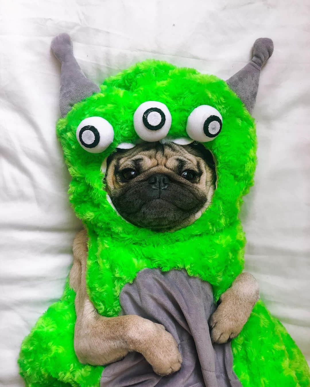 itsdougthepugさんのインスタグラム写真 - (itsdougthepugInstagram)「“Do u think they can deliver a pizza to Area 51?” -Doug」7月25日 0時28分 - itsdougthepug