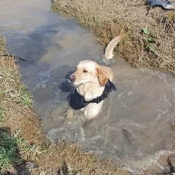 アメリカ運輸保安局さんのインスタグラム写真 - (アメリカ運輸保安局Instagram)「Let’s have a round of ‘apaws’ for Alex, one of our TSA explosives detection canines, who found a clever way to stay cool during training.  Alex is over these dog days of summer. And if you've been working like a dog in this heat, you may want to ‘paws’ for a swim to cool off, too. 🐕 ⠀⠀⠀⠀⠀⠀⠀⠀⠀⠀⠀⠀⠀⠀⠀⠀⠀⠀ Alex is the second canine for Denver International Airport (DEN) Handler Roxanne Sherwin, who also happens to be TSA's FIRST female Passenger Screening Canine Handler. Her first canine, Qquaapie, was named after a New York City firefighter who lost his life in 9/11. Now retired, Qquaapie spends his days napping on the couch and waiting for Roxanne and Alex to come home from work. ⠀⠀⠀⠀⠀⠀⠀⠀⠀⠀⠀⠀⠀⠀⠀⠀⠀⠀ TSA uses canines to sniff out potential threats in order to protect the traveling public. That’s why we ask you not to pet them while on duty. Be sure to check out our website to learn more about our amazing canines and the important work they do.  Check out our stories to learn more about Roxanne and her beloved canines. ⠀⠀⠀⠀⠀⠀⠀⠀⠀⠀⠀⠀⠀⠀⠀⠀⠀⠀ #TSAK9 #airport✈️ #TSA #workingdogsofig #dogsofinstagram #security #AmeliaEarhartDay #FirstFemale」7月25日 0時48分 - tsa