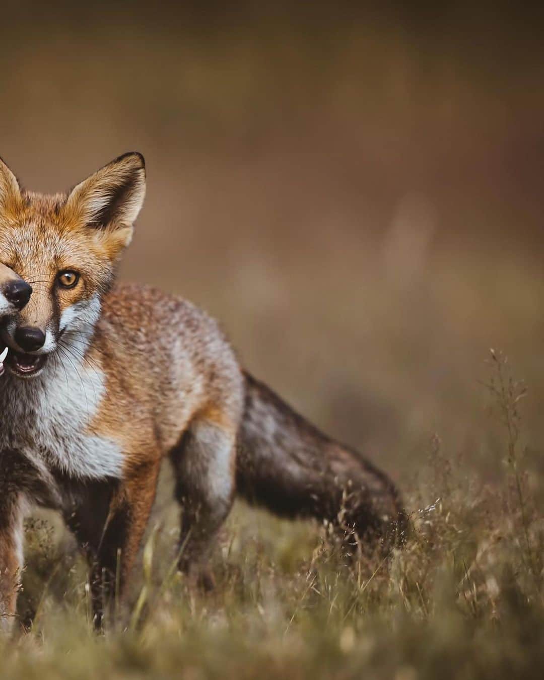 Canon Photographyさんのインスタグラム写真 - (Canon PhotographyInstagram)「Shooting foxes in the golden hours of sunset was an absolute dream.  Captured by @mhardy_photo in London  England Canon 1dx2 500mm f4 iso 1000 1/2000  Go follow @mhardy_photo for more!  #canon _photos #canon #wildlife」7月25日 1時15分 - cpcollectives