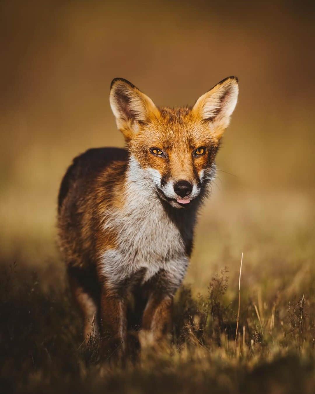 Canon Photographyさんのインスタグラム写真 - (Canon PhotographyInstagram)「Shooting foxes in the golden hours of sunset was an absolute dream.  Captured by @mhardy_photo in London  England Canon 1dx2 500mm f4 iso 1000 1/2000  Go follow @mhardy_photo for more!  #canon _photos #canon #wildlife」7月25日 1時15分 - cpcollectives